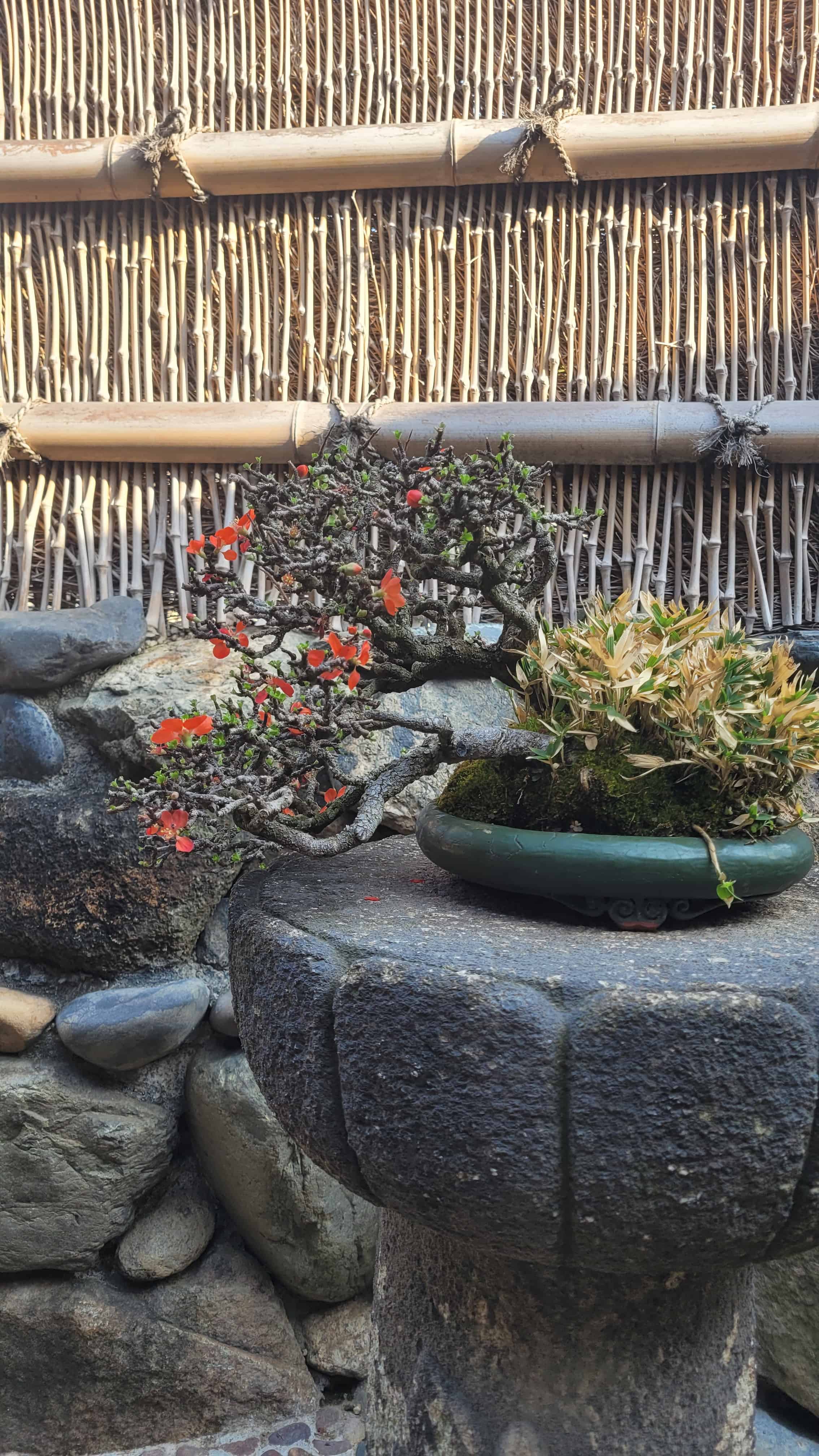 A flower bonsai tree from kobayashi in Japan